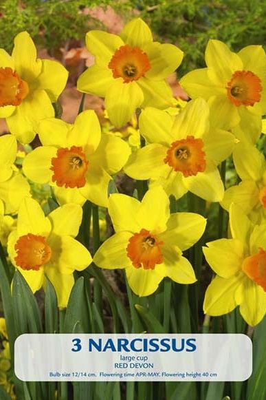 Narcissus Red Devon 3-pakning